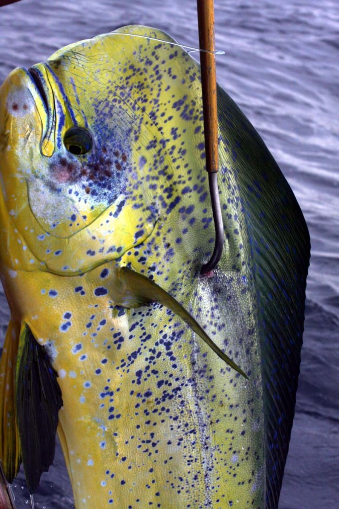 mahi mahi fishing virginia beach