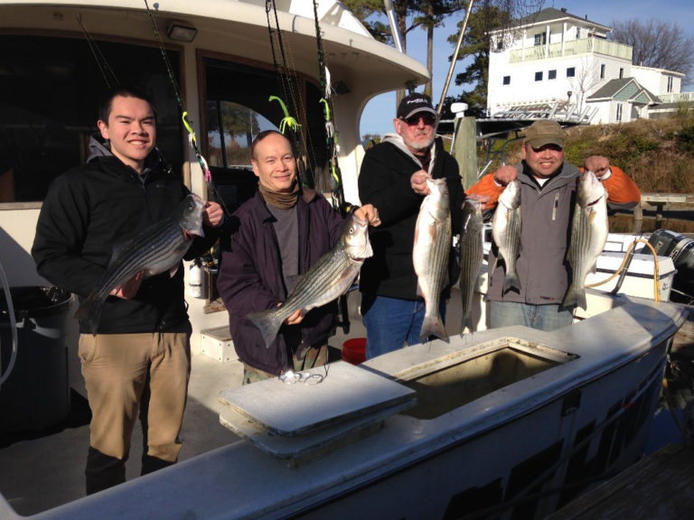 Rockfish Fishing Charters Virginia Striped Bass Charter Reedville VA