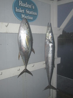 wahoo fishing virginia beach